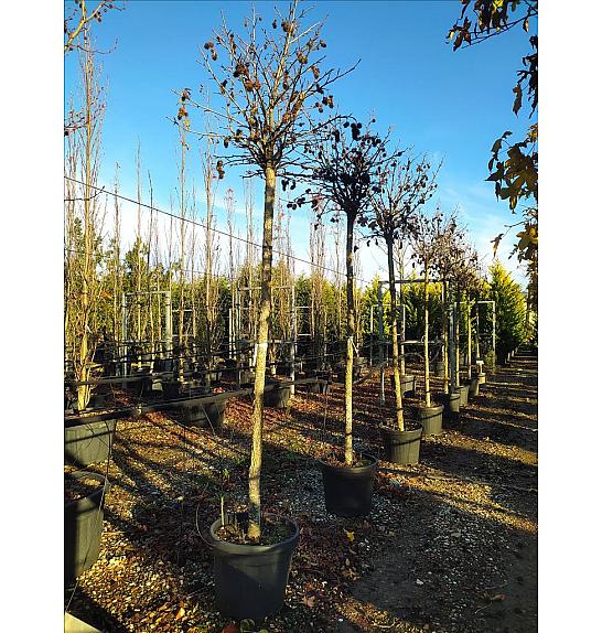 Liquidambar Styr. Gum Ball C50 Lit. Na Steblu 200 cm; 14/16 cm (ZEL)