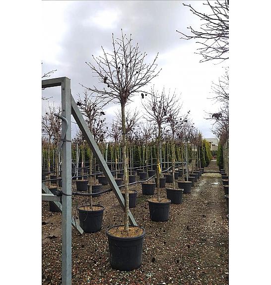 Liquidambar styraciflua Gum Ball C70 Lit. Na Steblu 200 cm; 14/16 cm
