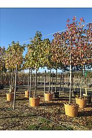 Liquidambar Styraciflua C110 Lit. 200-250cm; 14/16 cm; Špalir (ZEL)