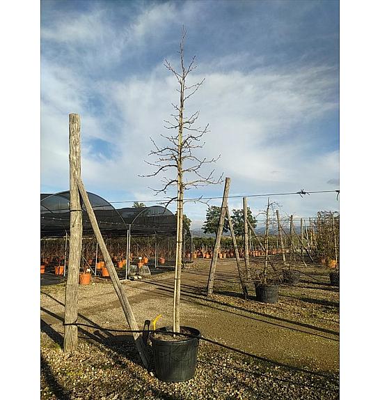 Liquidambar styraciflua C130 Lit. Na Steblu 200 cm; 16/18 cm