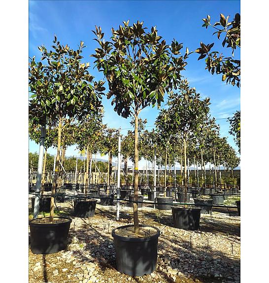 Magnolia gran. Gallisoniensis C110 Lit. Na Steblu 200 cm; 16/18 cm