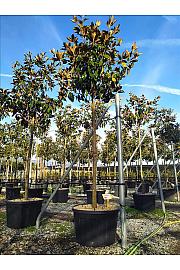 Magnolia gran. Gallisoniensis C120 Lit. Na Steblu 200 cm; 18/20 cm