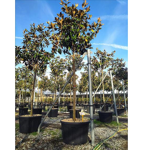 Magnolia gran. Gallisoniensis C120 Lit. Na Steblu 200 cm; 18/20 cm