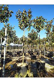 Magnolia Gran. Gallisoniensis C130 Lit. Na Steblu 200 cm; 14/16 cm (ZEL)
