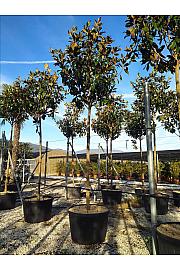 Magnolia gran. Gallisoniensis C230 Lit. Na Steblu 200 cm; 18/20 cm