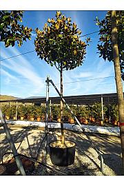 Magnolia gran. Gallisoniensis C285 Lit. Na Steblu 200 cm; 20/25 cm