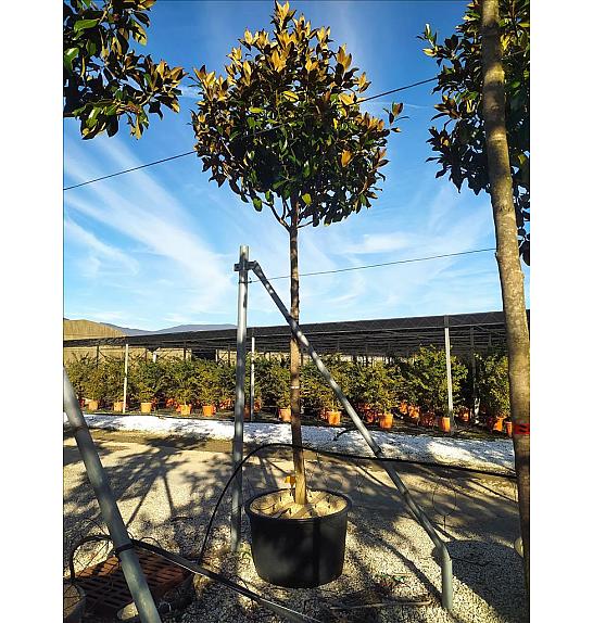 Magnolia gran. Gallisoniensis C285 Lit. Na Steblu 200 cm; 20/25 cm