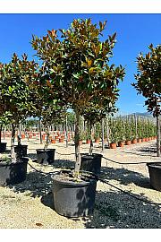 Magnolia Gran. Gallisoniensis C375 Lit. 300-350 cm (ZEL)