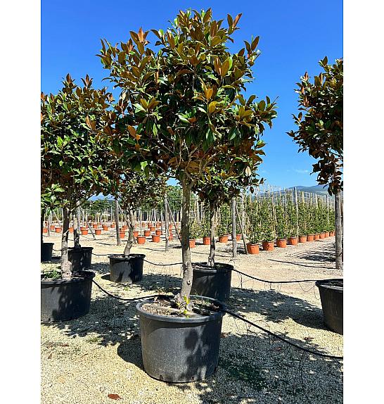 Magnolia Gran. Gallisoniensis C375 Lit. 300-350 cm (ZEL)