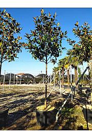 Magnolia gran. Gallisoniensis C80 Lit. Na Steblu 200 cm; 14/16 cm