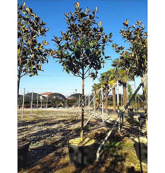 Magnolia gran. Gallisoniensis C80 Lit. Na Steblu 200 cm; 14/16 cm