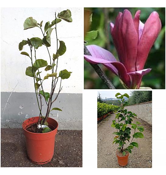 Magnolia Liliflora Nigra C10 Lit. 60-80 cm (ZEL)