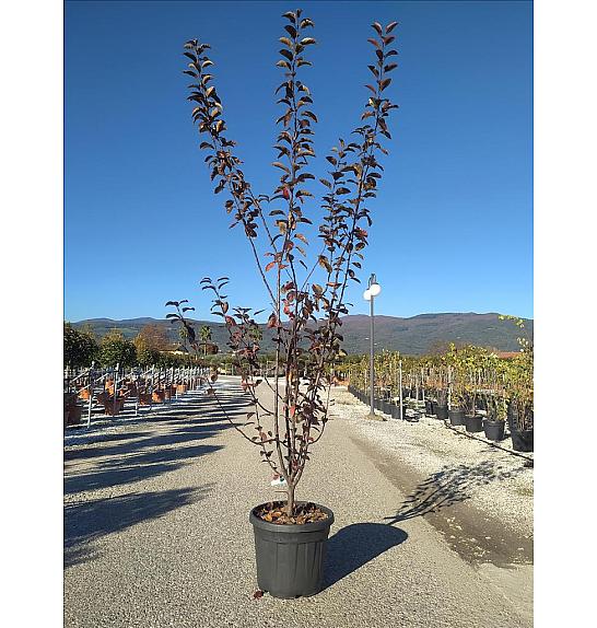 Malus Flor. Coccinella (R) C35 Lit. 175-200 cm (ZEL)