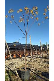 Melia Azedarach C110 Lit. Na Steblu 200 cm; 18/20 cm (ZEL)