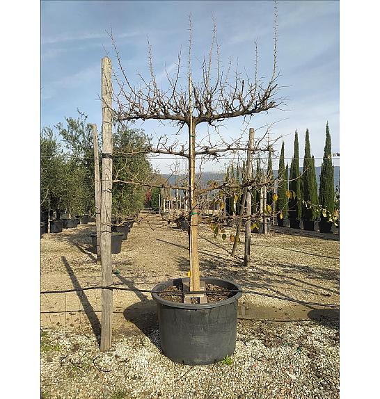Morus Nigra C285 Lit. 175-200 cm; Špalir