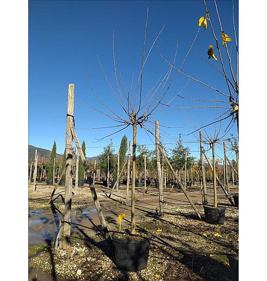 Morus Nigra Fruitless C165 Lit. Na Steblu 200 cm; 20/25 cm (ZEL)