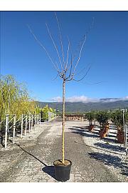 Morus Nigra Fruitless C50 Lit. Na Steblu 200 cm; 12/14 cm (ZEL)
