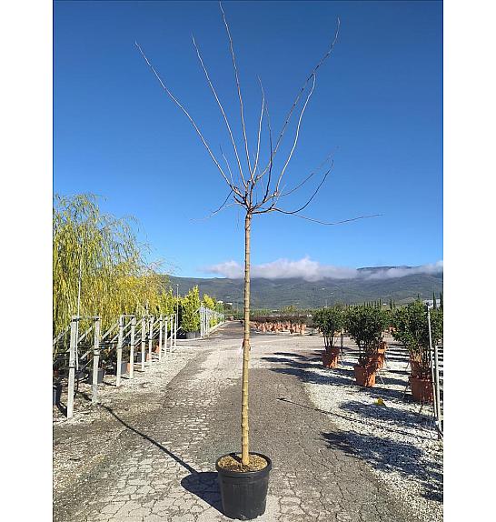 Morus Nigra Fruitless C50 Lit. Na Steblu 200 cm; 12/14 cm (ZEL)