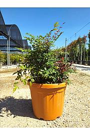 Nandina Dom. Gulf Stream Rubra C30 Lit. 40-60 cm (ZEL)
