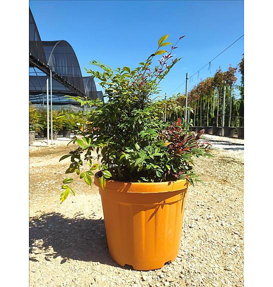 Nandina Dom. Gulf Stream Rubra C30 Lit. 40-60 cm