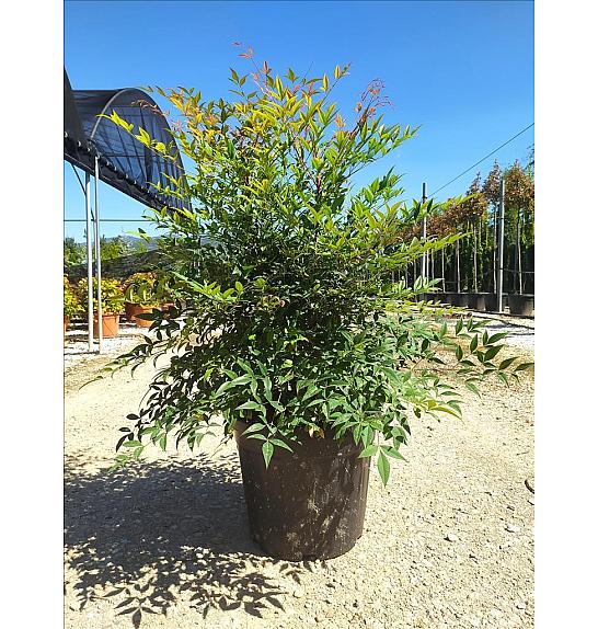 Nandina Domestica C27 Lit. 80-100 cm (ZEL)