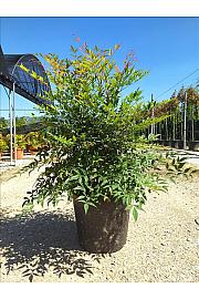 Nandina domestica C27 Lit. 80-100 cm