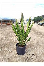 Nerium Oleander In Cvs C3 Lit. 40-60 cm (ZEL)