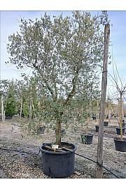 Olea europea Leccino C450 Lit. Na Steblu 100 cm; 35/40 cm