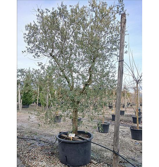 Olea europea Leccino C450 Lit. Na Steblu 100 cm; 35/40 cm