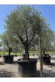 Olea Europea In Cvs C1000 Lit. Na Steblu 100 cm; 100/110 cm (ZEL)