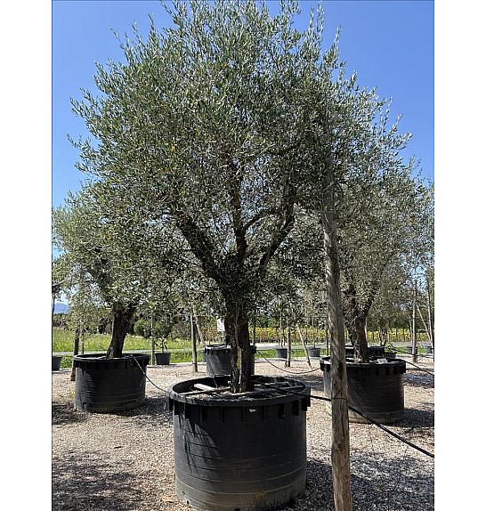 Olea Europea In Cvs C1000 Lit. Na Steblu 100 cm; 100/110 cm (ZEL)