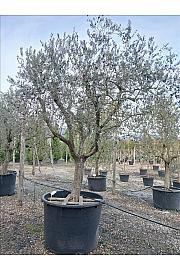 Olea europea C1000 Lit. Na Steblu 100 cm; 50/60 cm