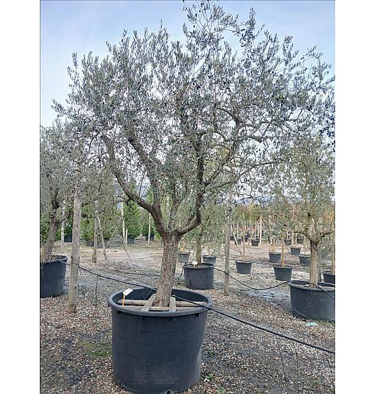 Olea europea C1000 Lit. Na Steblu 100 cm; 50/60 cm
