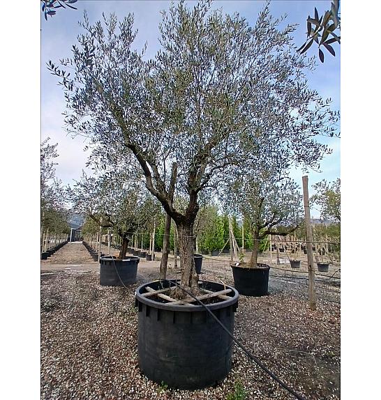 Olea europea C1000 Lit. Na Steblu 100 cm; 60/70 cm