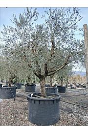 Olea europea C1000 Lit. Na Steblu 100 cm; 70/80 cm