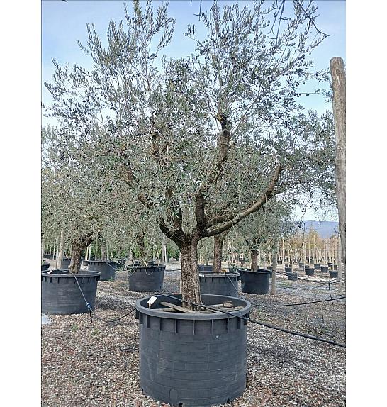 Olea europea C1000 Lit. Na Steblu 100 cm; 70/80 cm
