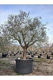 Olea europea C1000 Lit. Na Steblu 100 cm; 80/90 cm