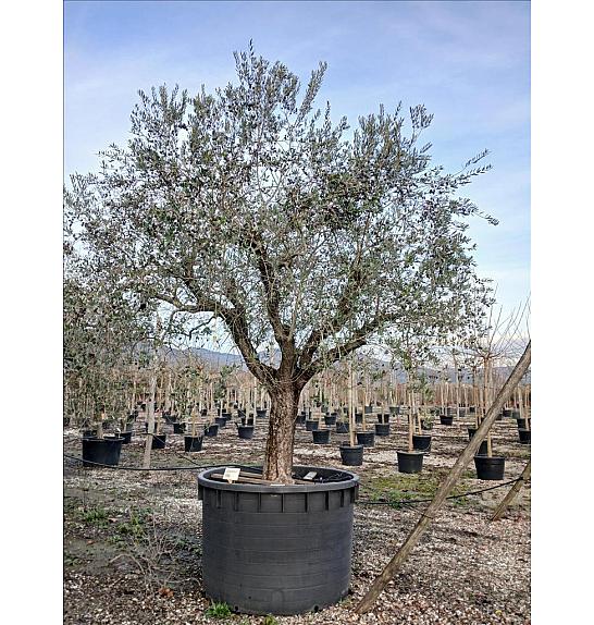 Olea Europea In Cvs C1000 Lit. Na Steblu 100 cm; 80/90 cm (ZEL)