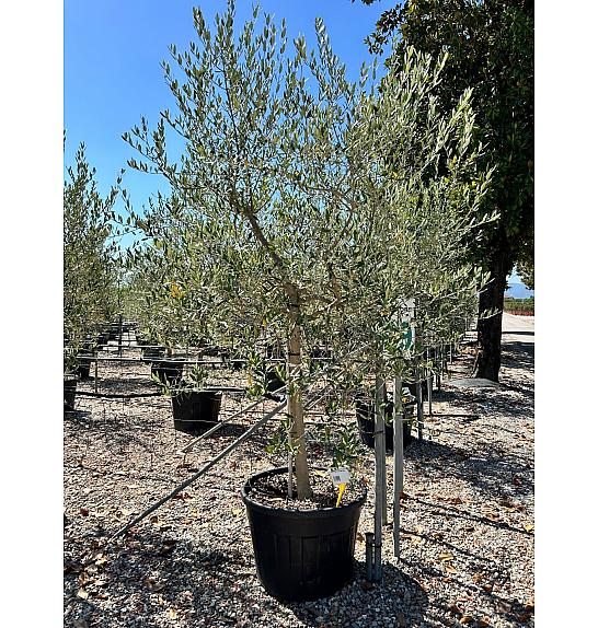 Olea Europea In Cvs C120 Lit. Na Steblu 100 cm; 20/25 cm (ZEL)