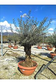 Olea Europea In Cvs C130 Lit. Na Steblu 100 cm; 90/100 cm