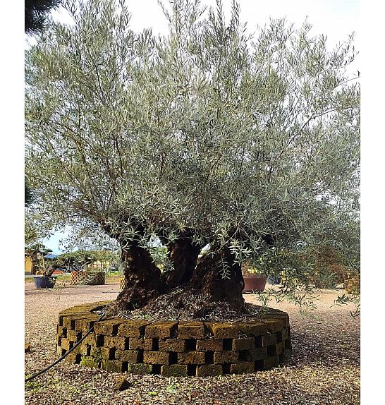 Olea Europea In Cvs C500 Lit. Bonsai ; 130/140 cm
