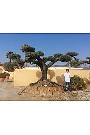 Olea Europea In Cvs C500 Lit. Pon Pon 100 cm; 150/160 cm