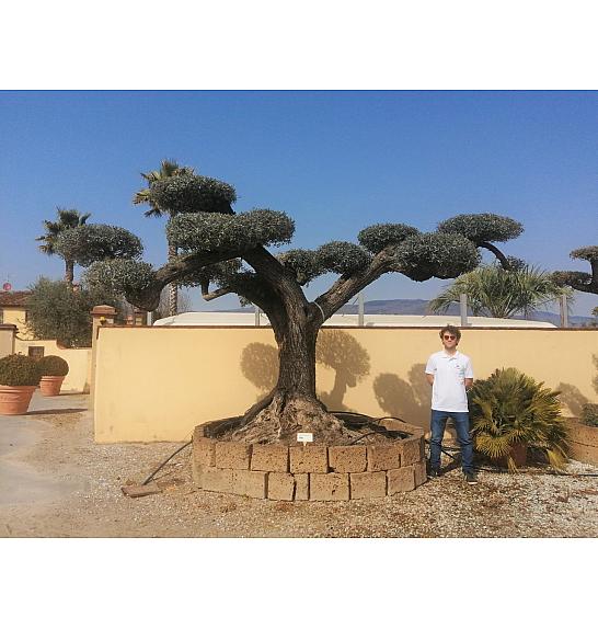 Olea Europea In Cvs C500 Lit. Pon Pon 100 cm; 150/160 cm