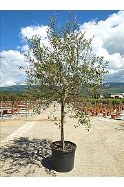 Olea europea C90 Lit. Na Steblu 100 cm; 18/20 cm