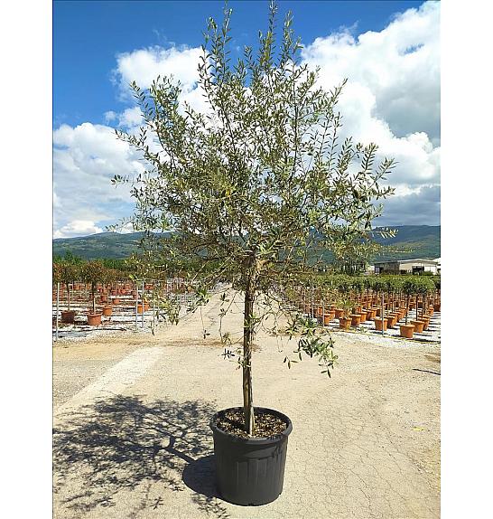 Olea europea C90 Lit. Na Steblu 100 cm; 18/20 cm