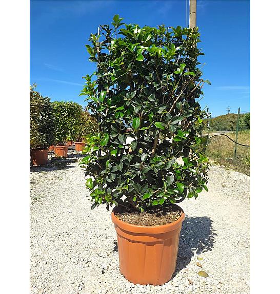 Osmanthus Aquifolium C30 Lit. 80-100 cm; Špalir