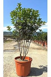 Osmanthus Aquifolium C55 Lit. 125-150 cm (ZEL)