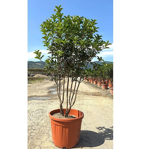 Osmanthus Aquifolium C55 Lit. 125-150 cm (ZEL)