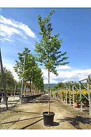 Ostrya carpinifolia C35 Lit. Na Steblu 200 cm; 8/10 cm