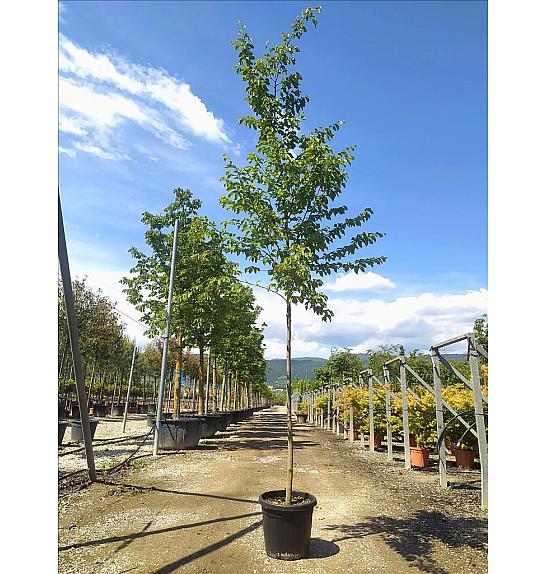 Ostrya carpinifolia C35 Lit. Na Steblu 200 cm; 8/10 cm